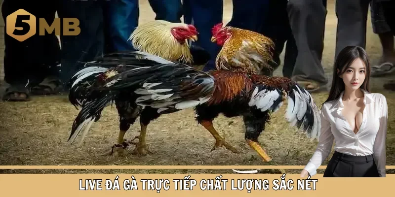 Live đá gà trực tiếp chất lượng sắc nét