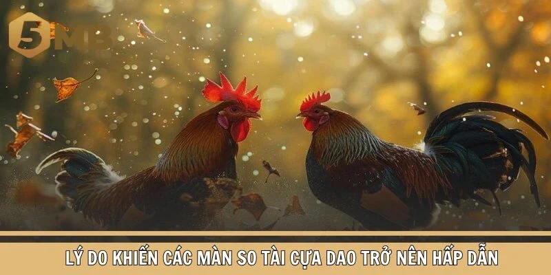 Lý do khiến các màn so tài cựa dao trở nên hấp dẫn