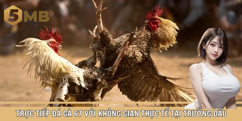Trực tiếp đá gà 67 với không gian thực tế tại trường đấu
